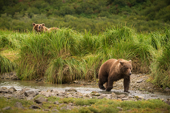 NewBears