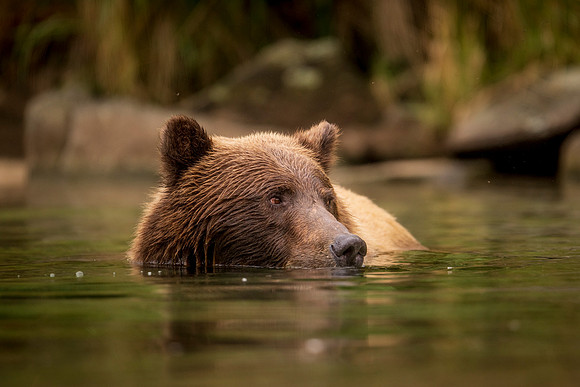 NewBears-11