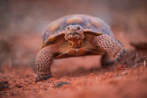 Tortoise-3
