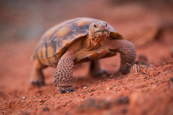 Tortoise-4