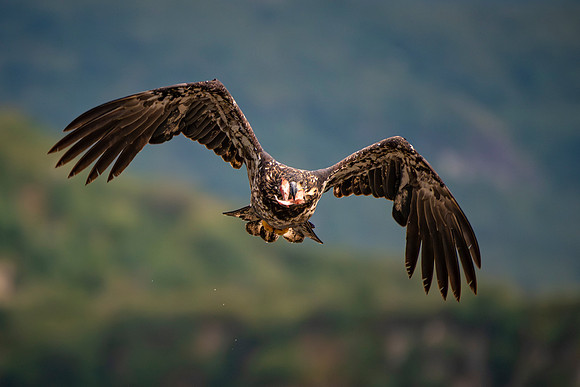 Eagle