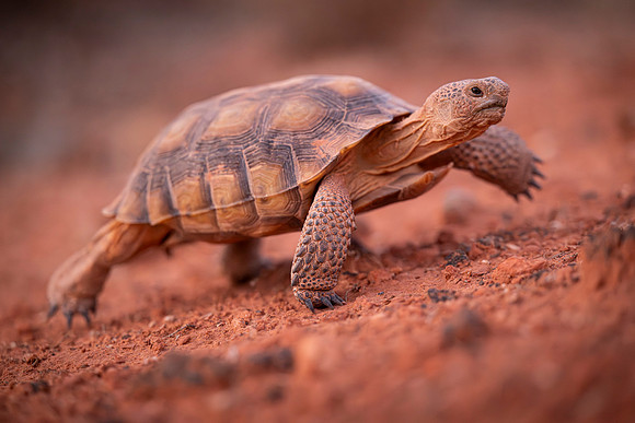 Tortoise-5