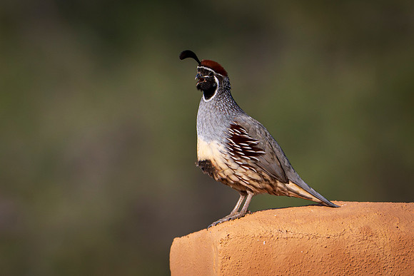 Quail-2