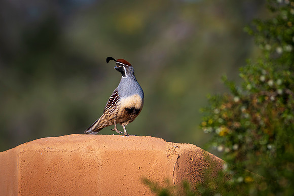 Quail-0