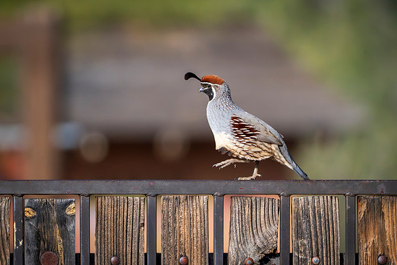 Quail-4