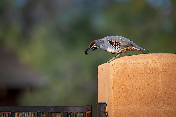 Quail-3