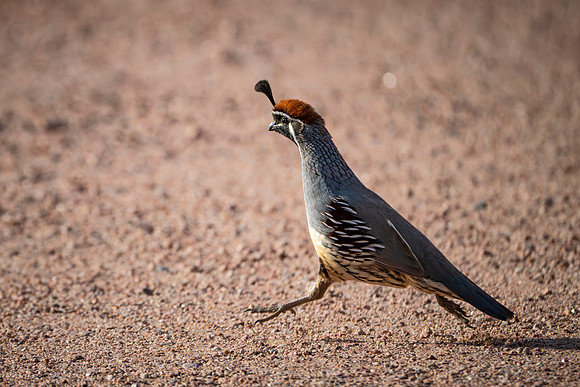 Quail-7