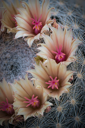 Cacti-5