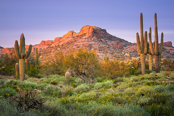 Arizona