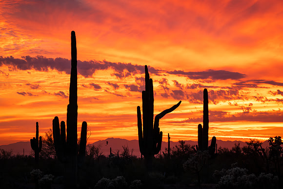 Arizona