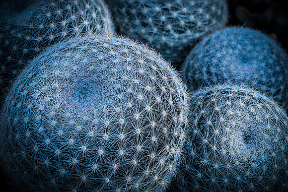 PinCushion