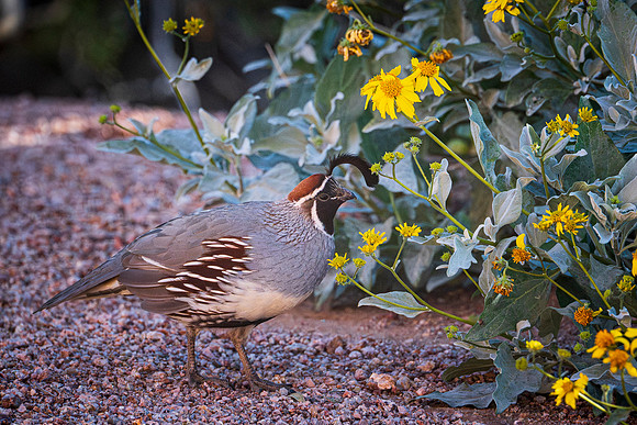 quail-4