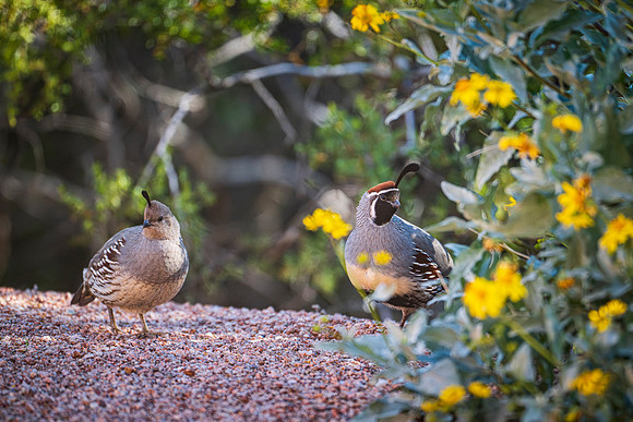 quail-6