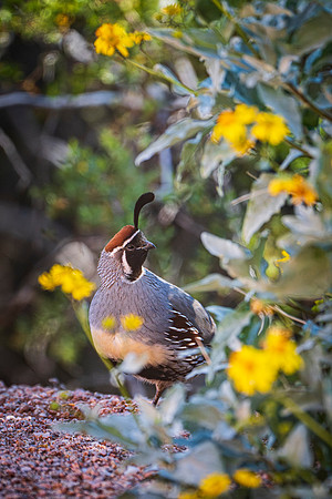 quail-5