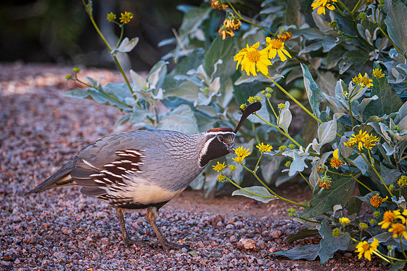 quail-3