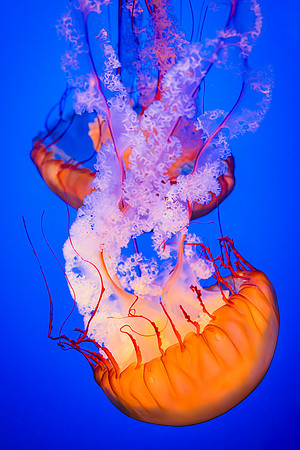 Monterey-2