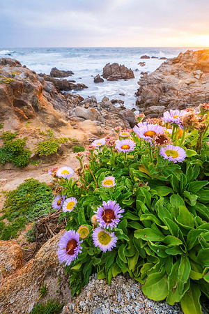 Monterey