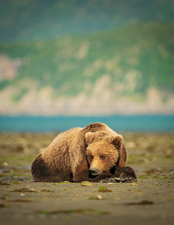 Katmai Day 1-9