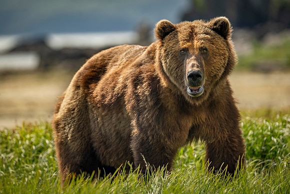 Katmai Day 2-3