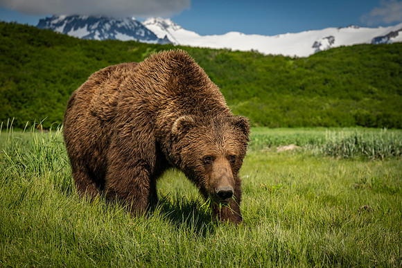 Katmai Day 2