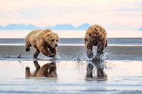 Bears-8