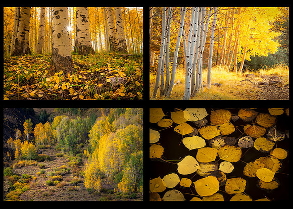 WarmFall