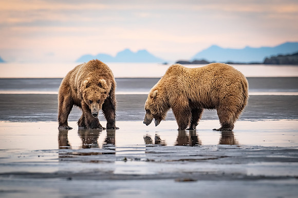 Bears-11