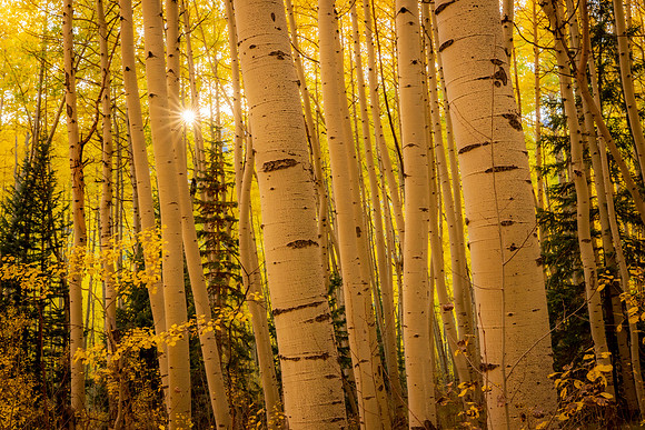 aspens-3