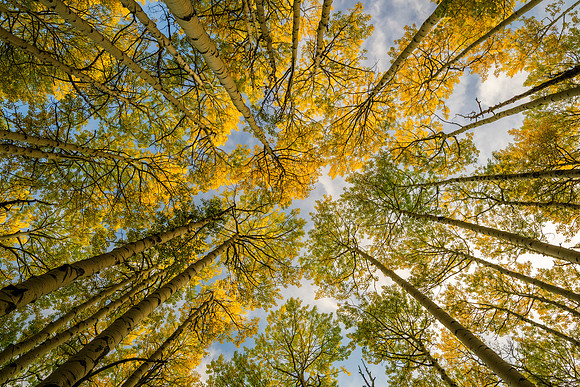 aspens-2