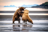 Bears-9