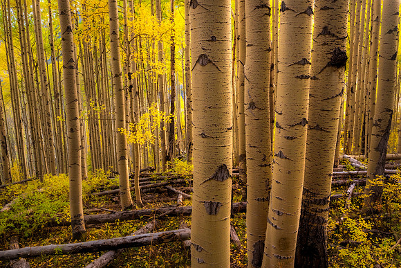 aspens