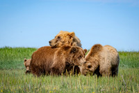 Bears-5