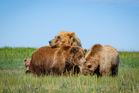 Bears-5