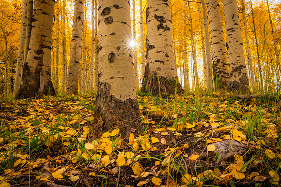 aspens-4