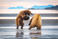 Bears-10