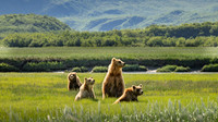 Bears-4