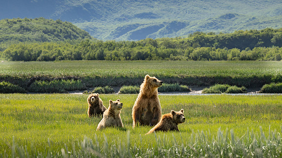 Bears-4