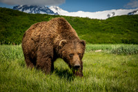 Bears-2