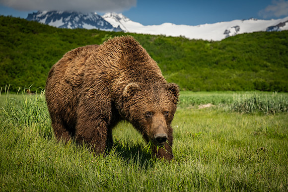 Bears-2