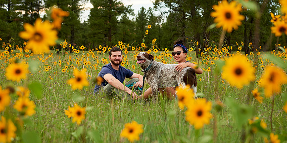 Sunflowers